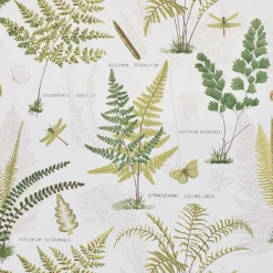 Aspidium tyg